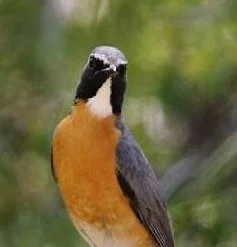 White-throated Robin