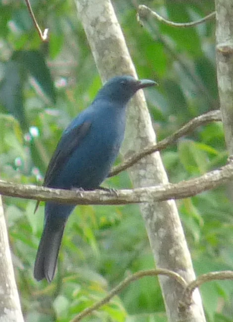 Asian Fairy Bluebird