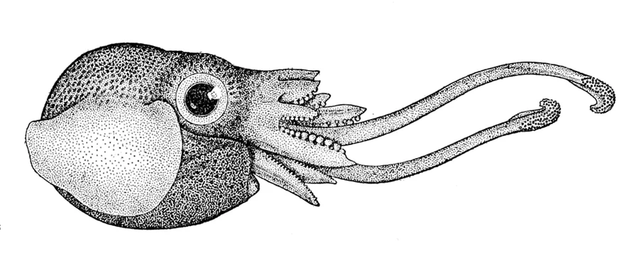 Rainbow bobtail squid