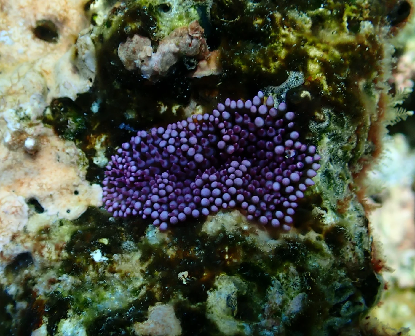 Isactinia citrina