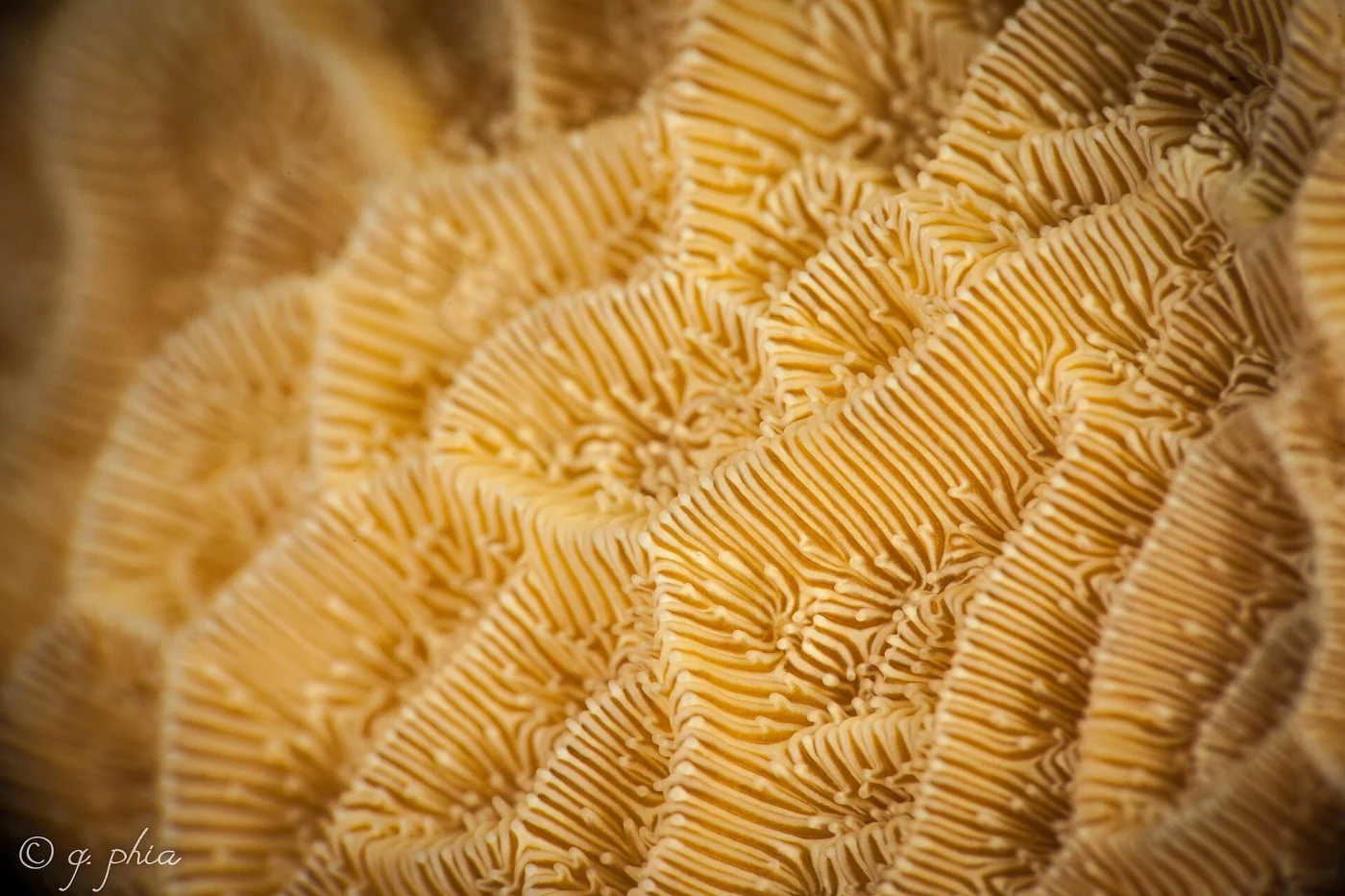 rough star coral