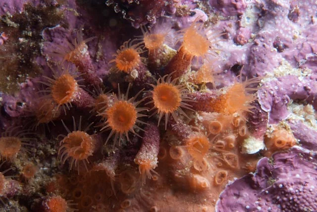 bulbous zoanthid