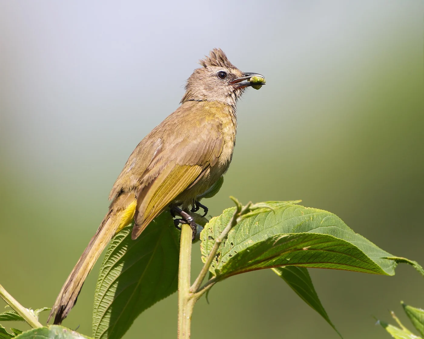 Streaked Bulbul