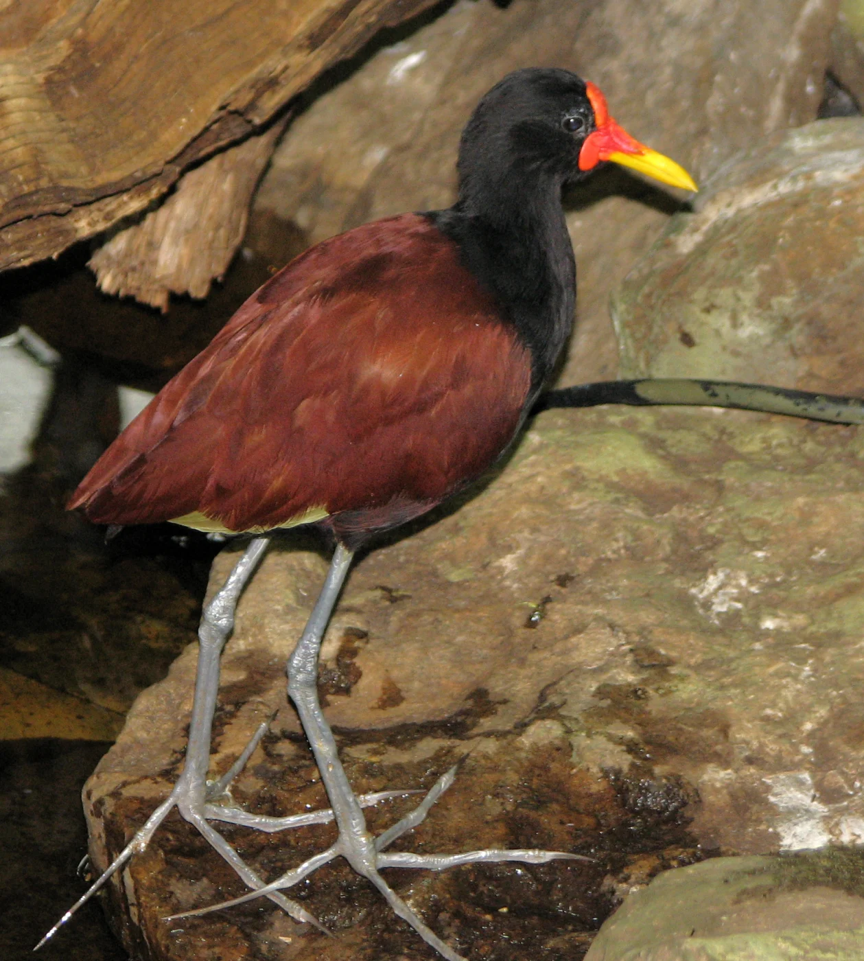 Wattled Jacana