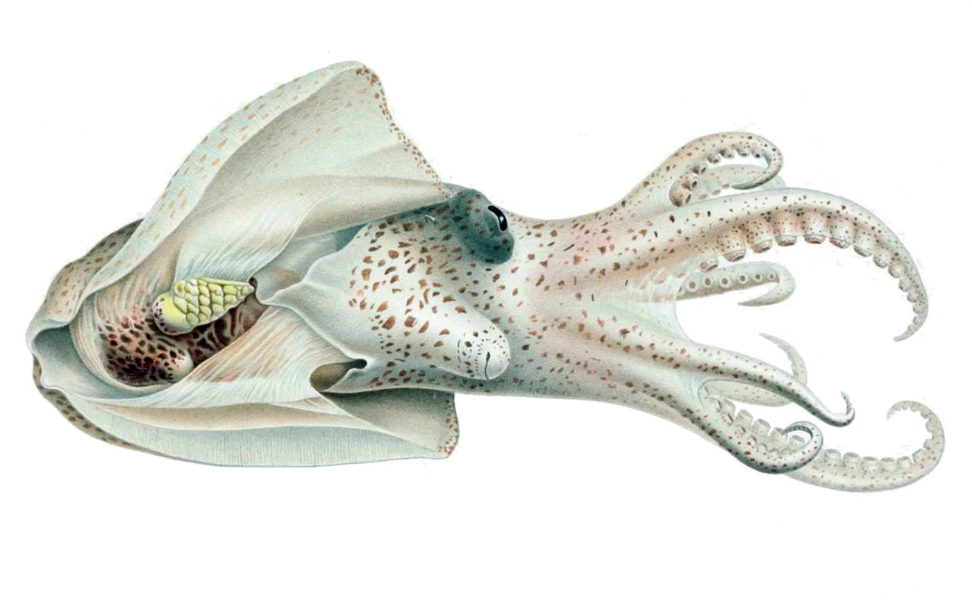 Diaphanous Pelagic Octopus