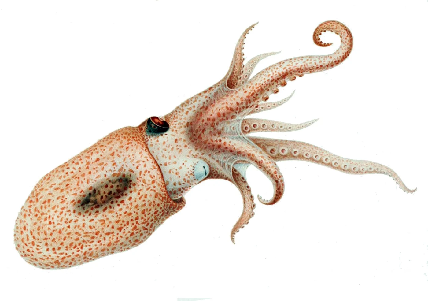 Japetella prismatica