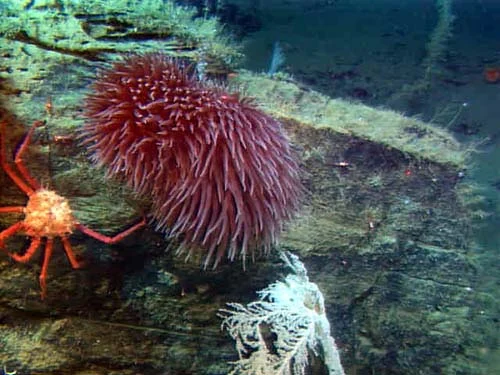 fragile sea whip