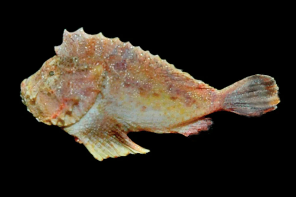 deep velvetfish