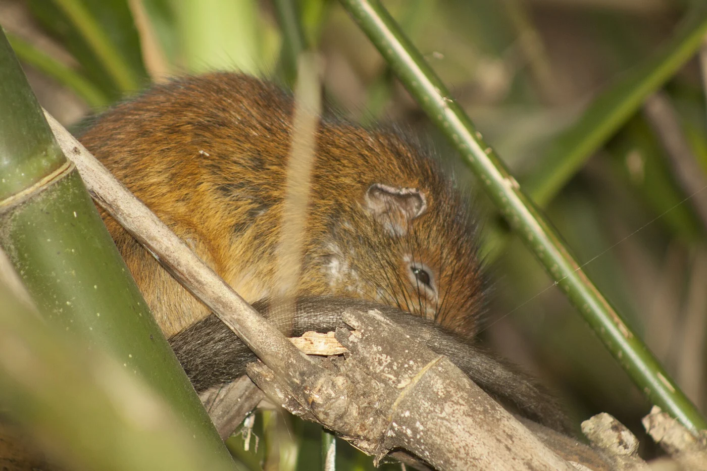 Atlantic Bamboo Rat