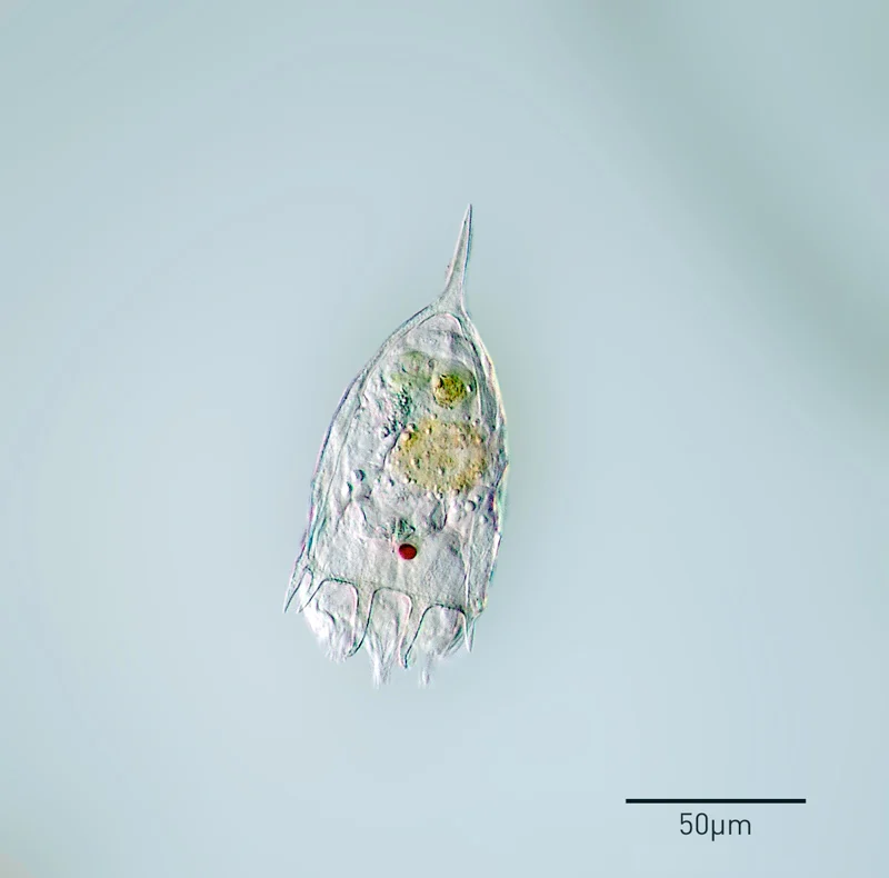 Keratella edmondsoni