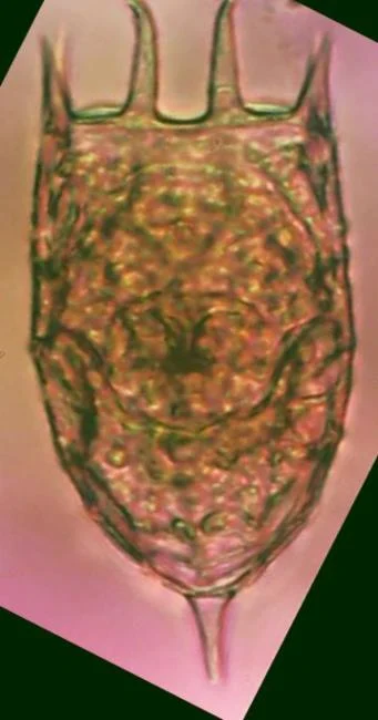 Keratella javana