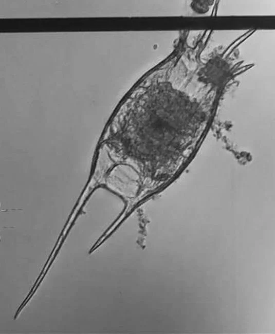 Keratella slacki