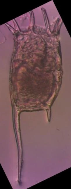 Keratella tropica