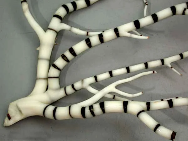 large knobby bamboo coral
