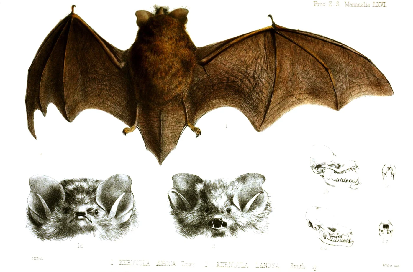 Lesser Woolly Bat