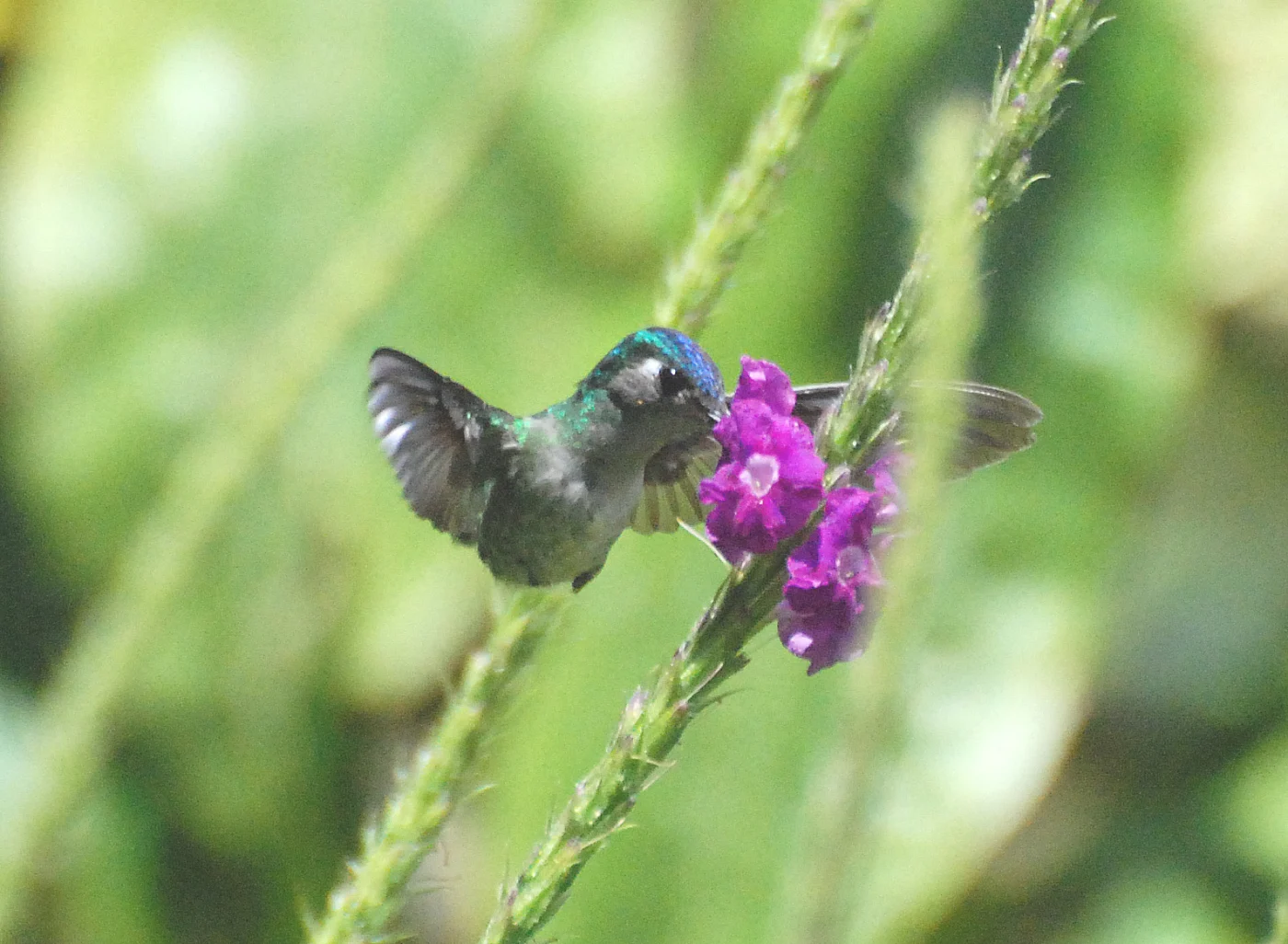 Violet-headed Hummingbird