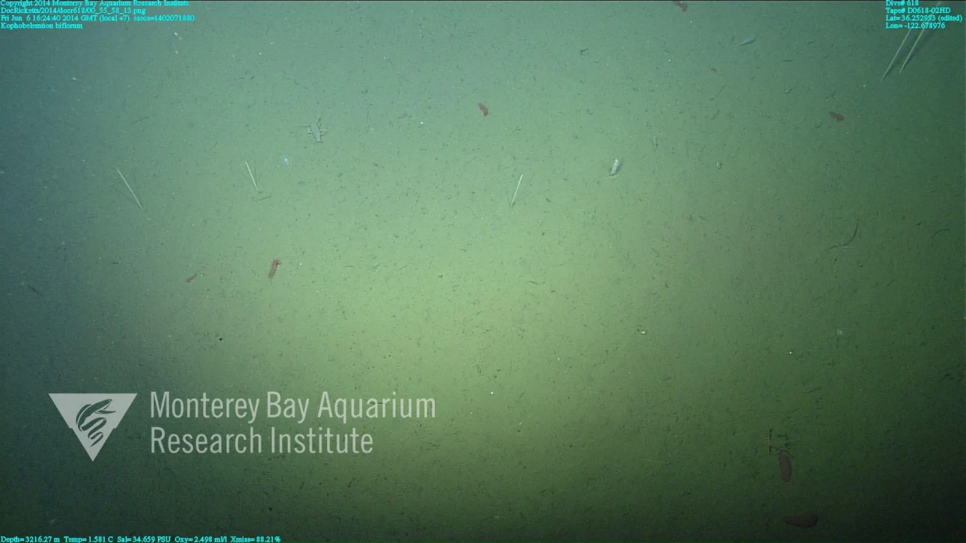 large-spined sea pen