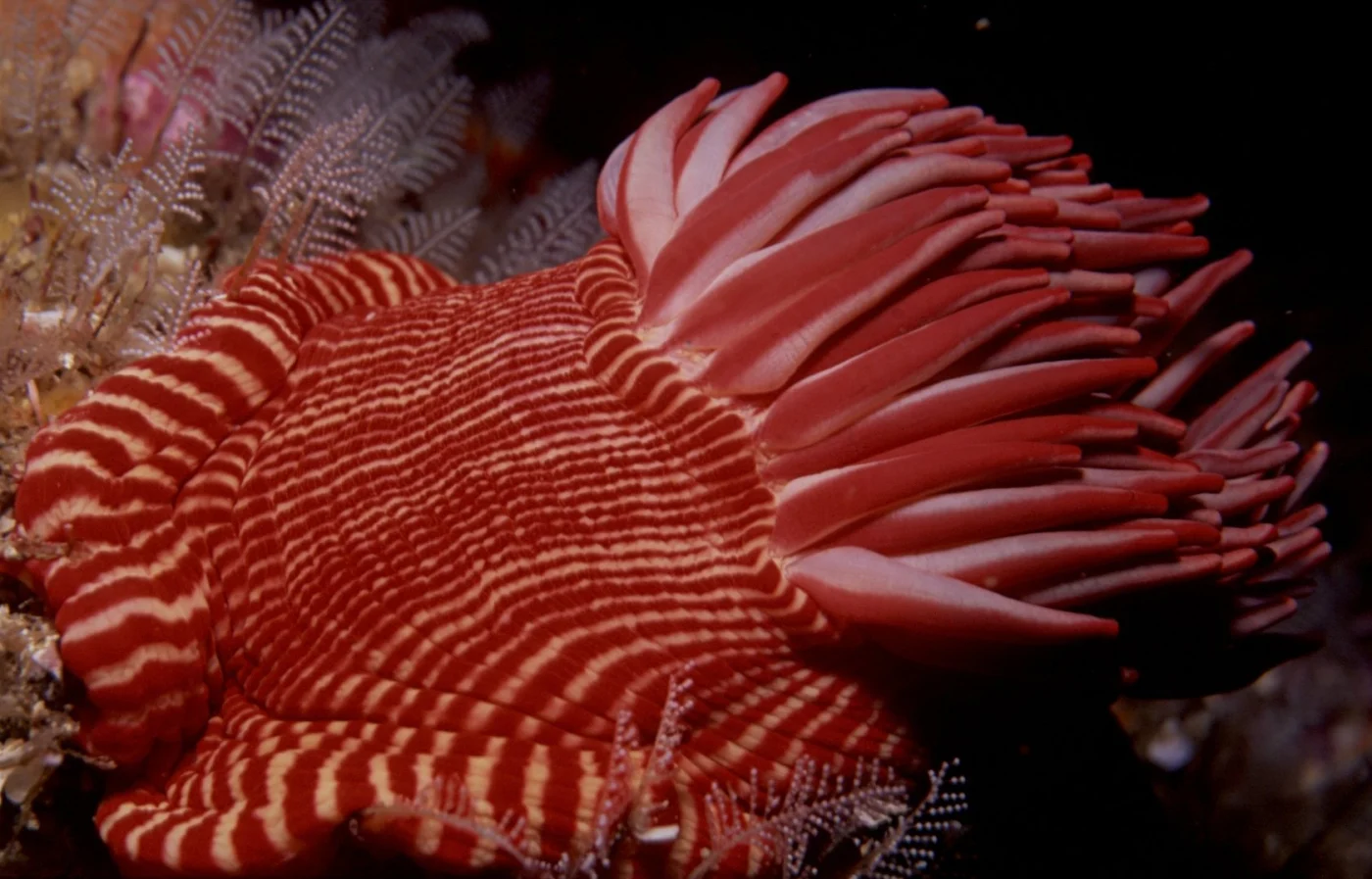 spinnaker anemone