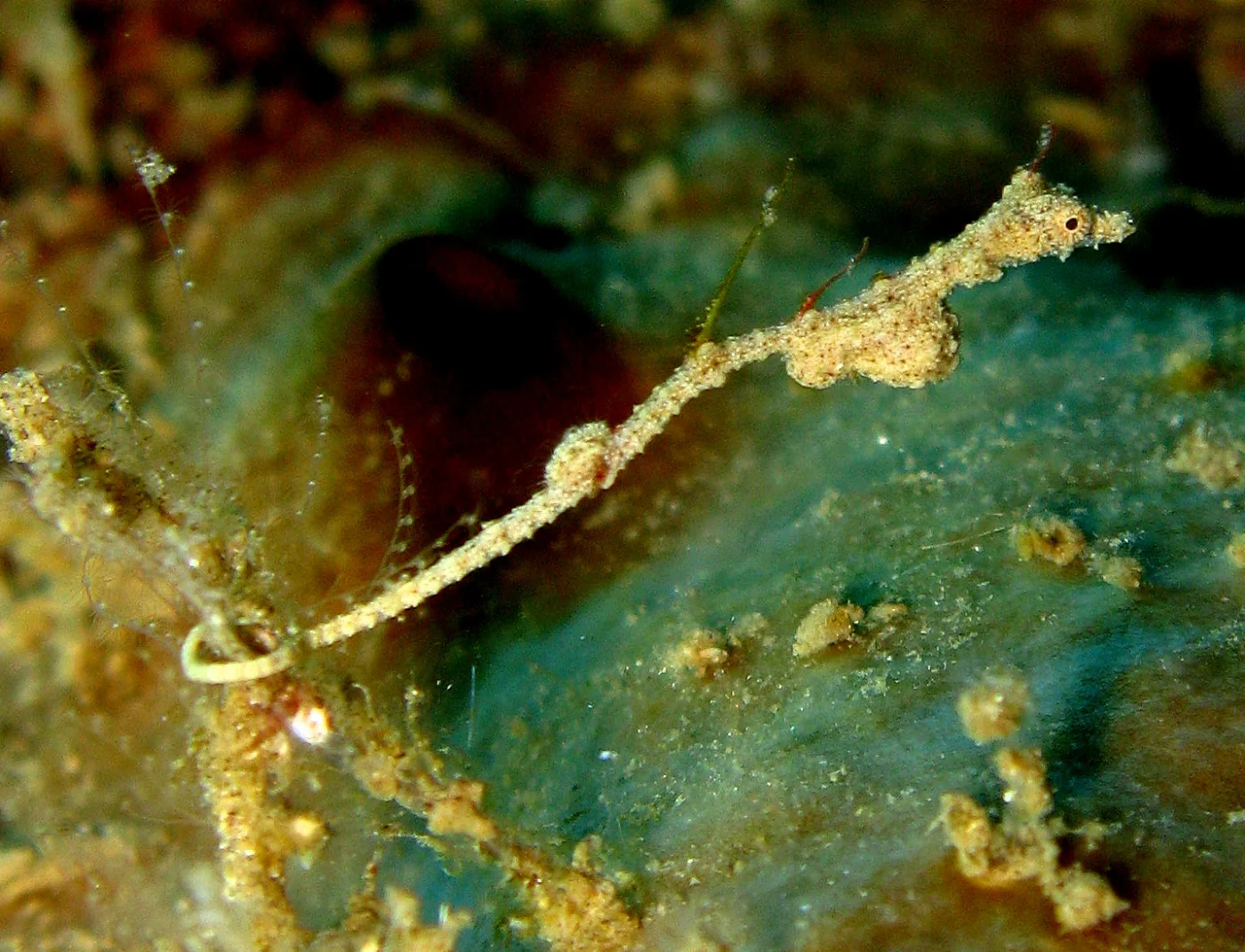 Thread Pipefish