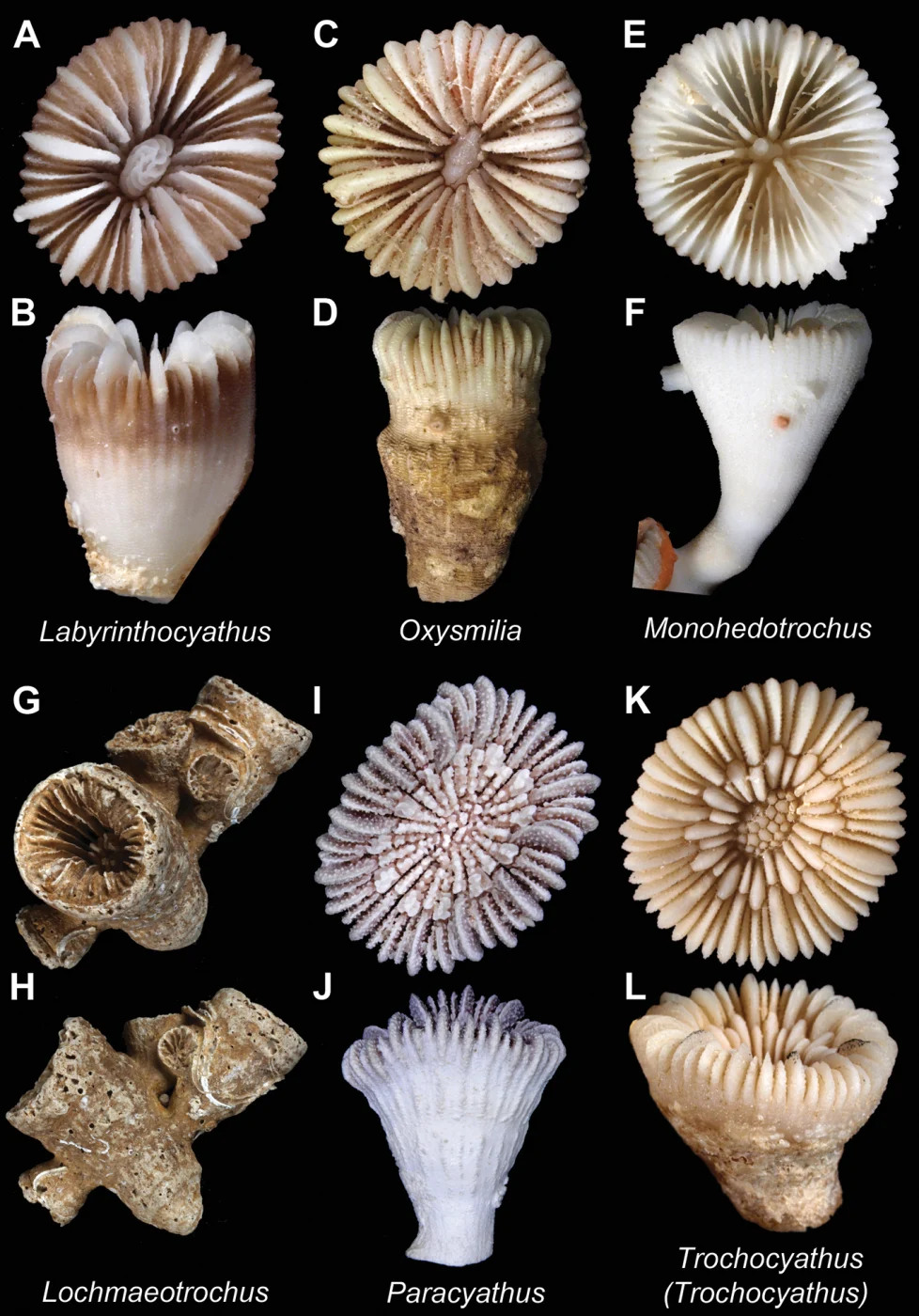 Labyrinthocyathus limatulus