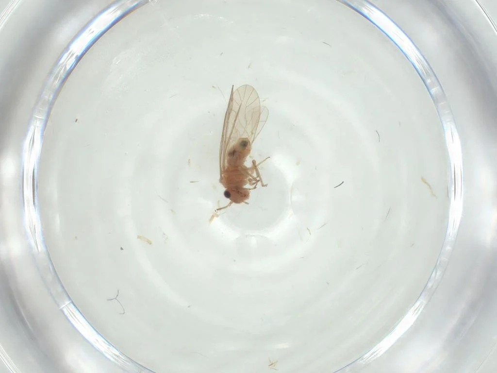 Lachesilla forcepeta