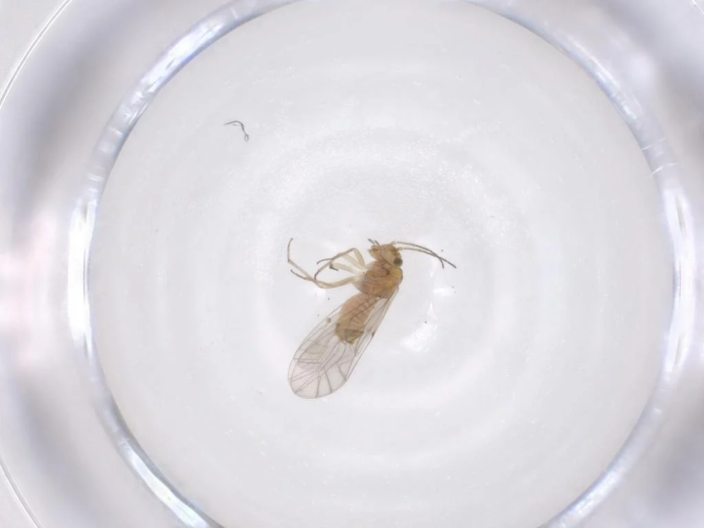 Lachesilla pacifica
