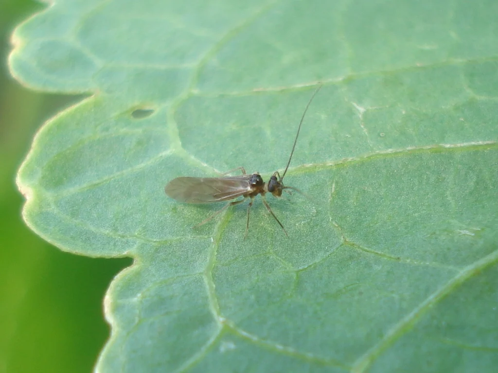 Lachesilla sulcata