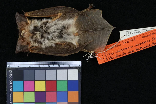 Namib Long-eared Bat