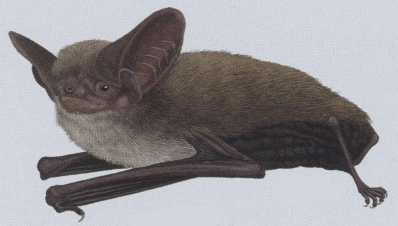De Winton's Long-eared Bat
