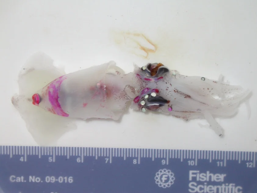 Wonderful firefly squid