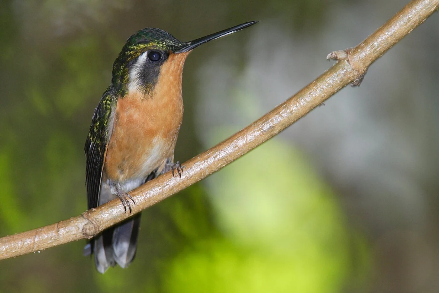 White-throated Mountain-gem