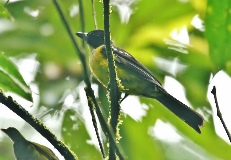 White-throated Shrike-Tanager