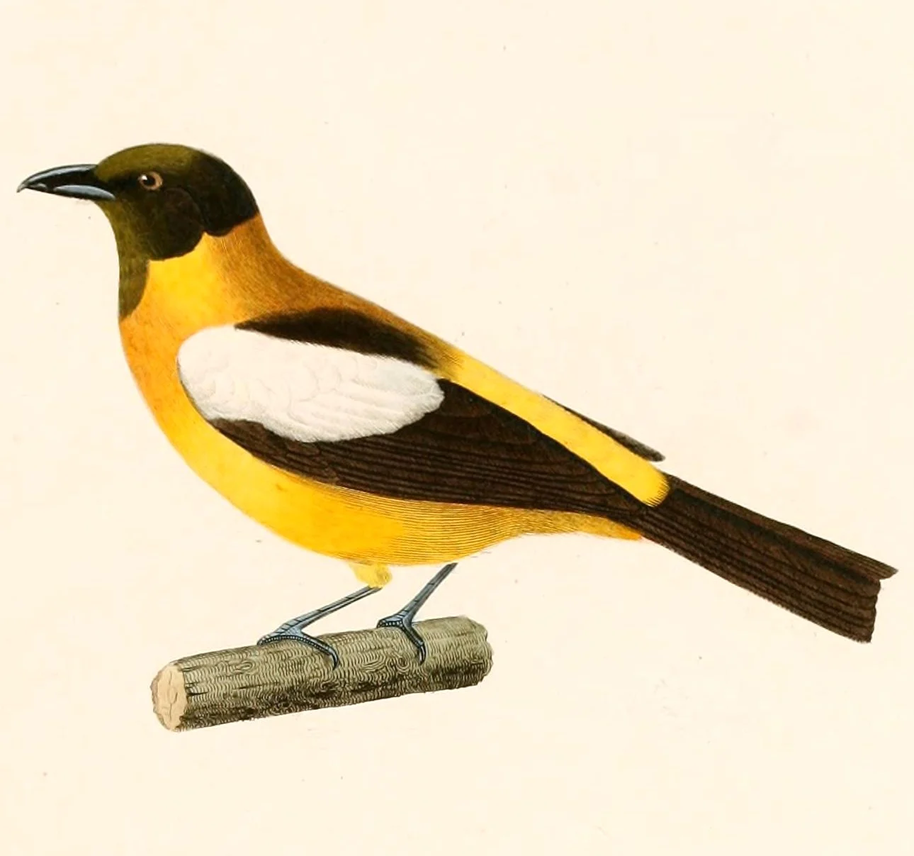 White-winged Shrike-Tanager