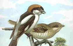 Woodchat Shrike