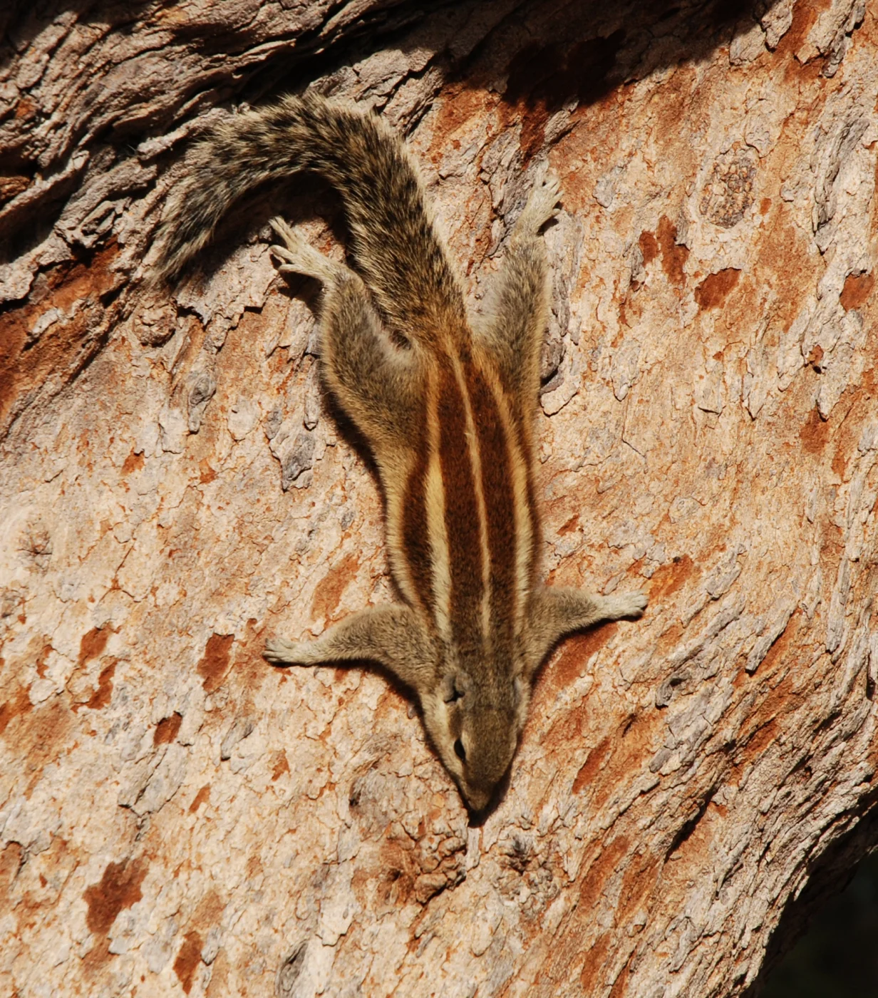 Ardilla terrestre de cuatro rayas