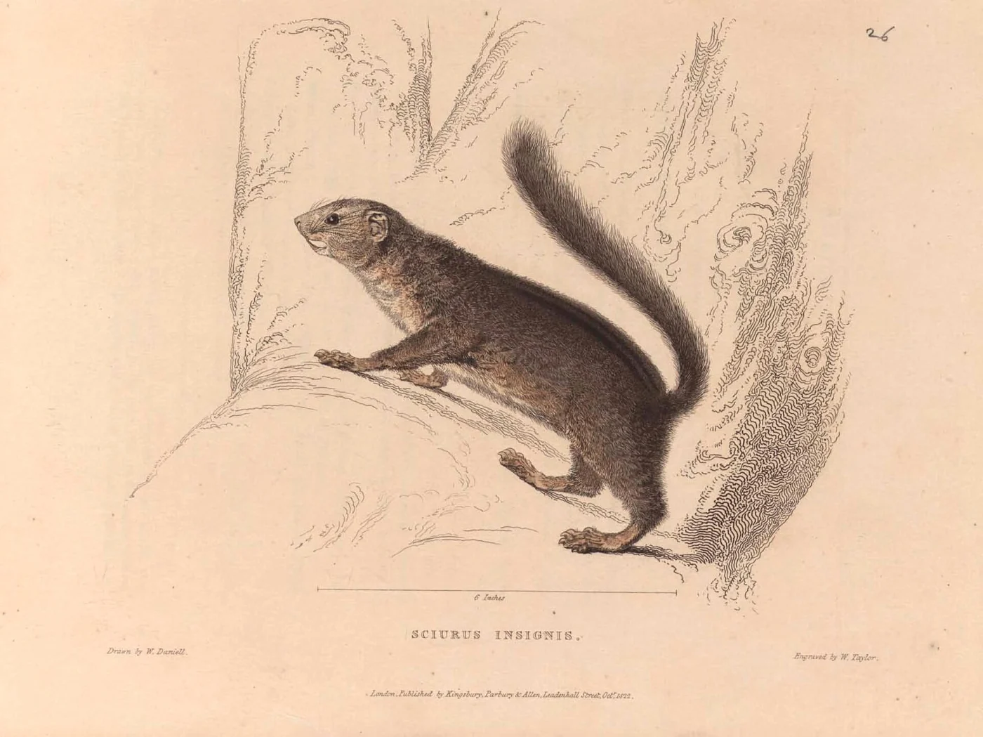 Ardilla terrestre de tres rayas
