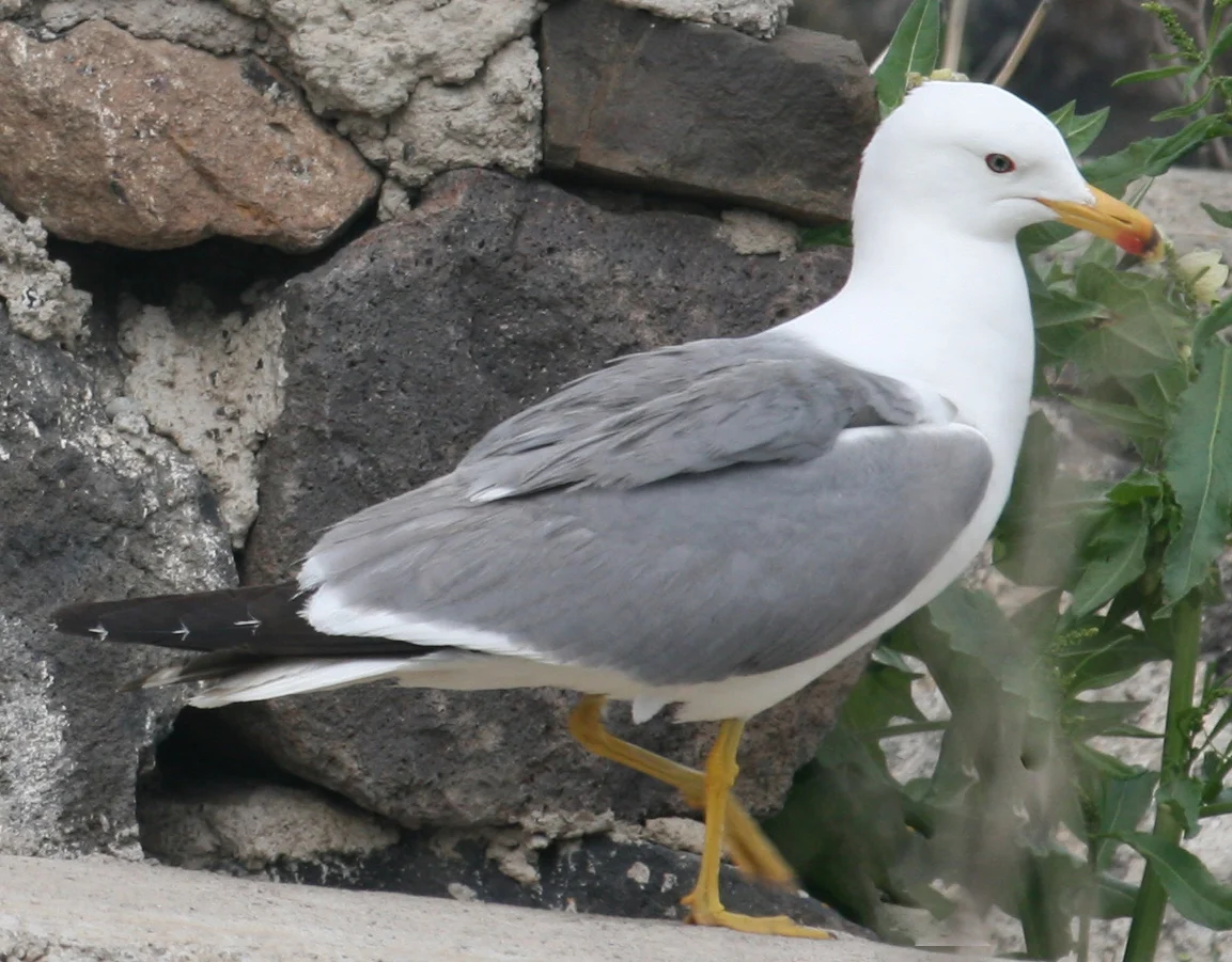 Armenian Gull
