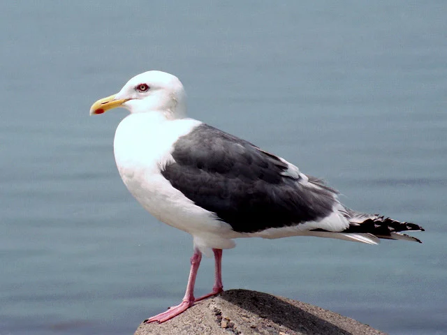 Slaty Backed Gull
