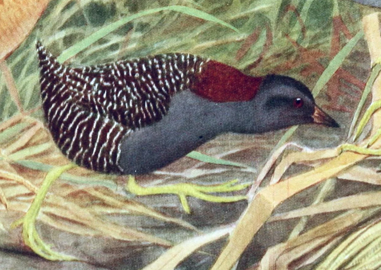 American Black Crake