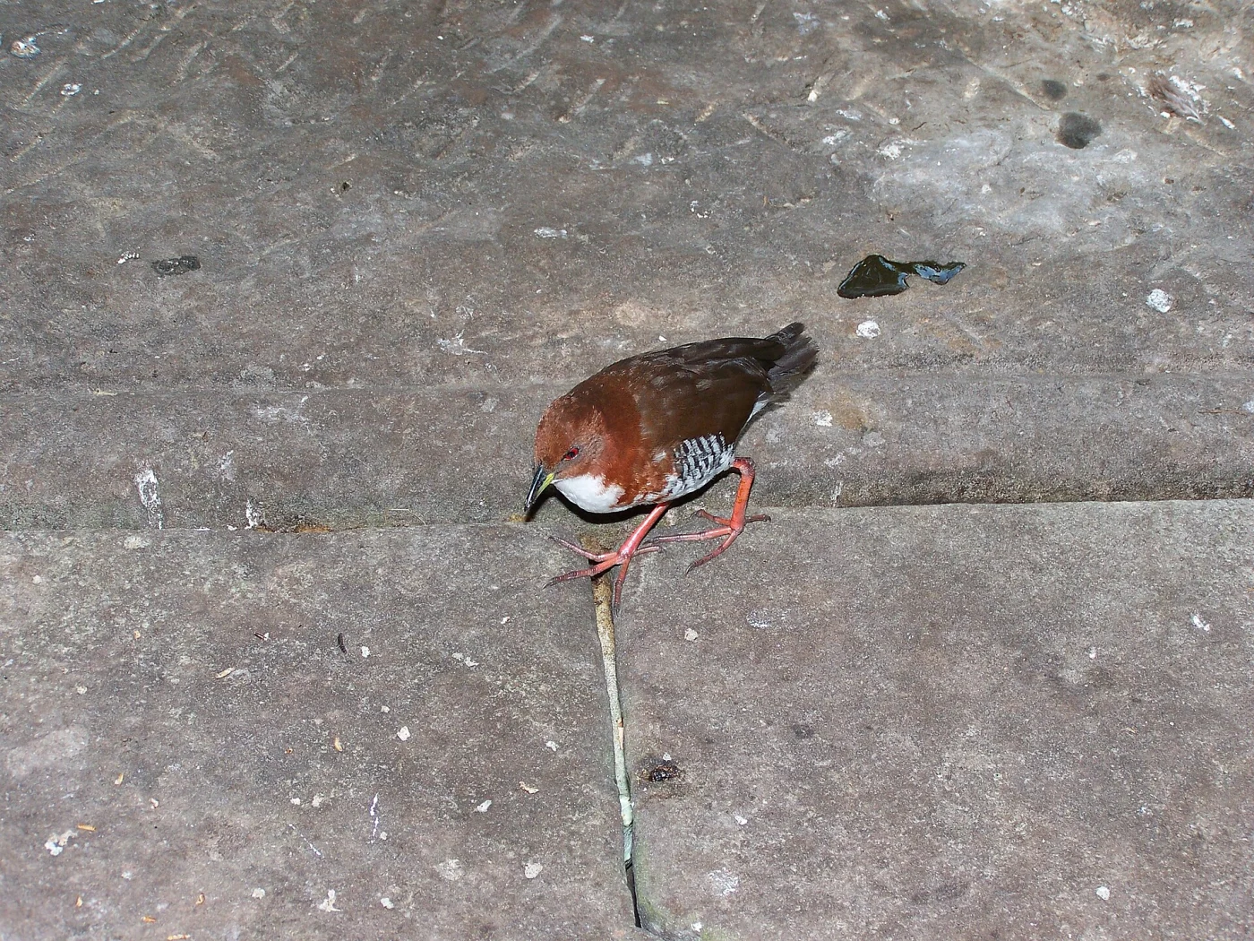 Red-and-white Crake