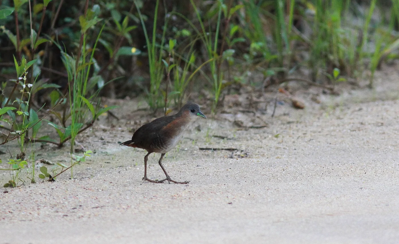 Rufous-Sided Crake