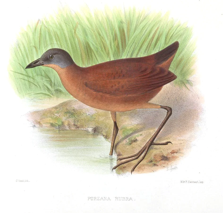 Red Rail