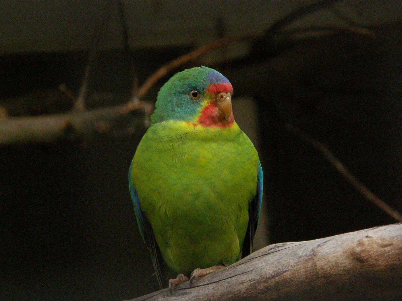 Swift Parrot