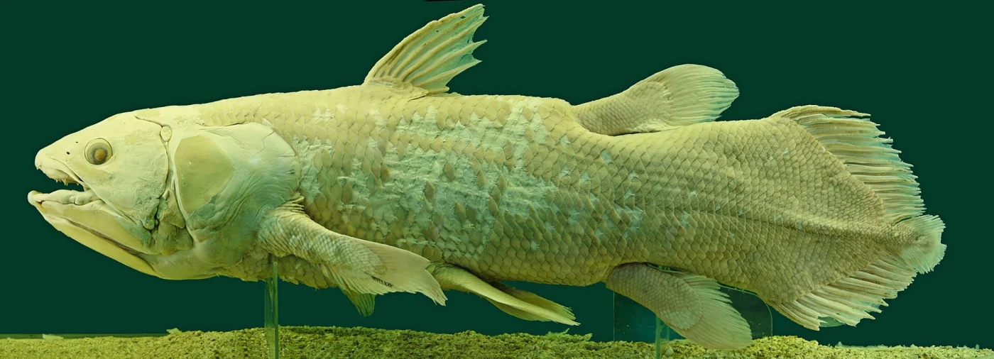 West Indian Ocean Coelacanth