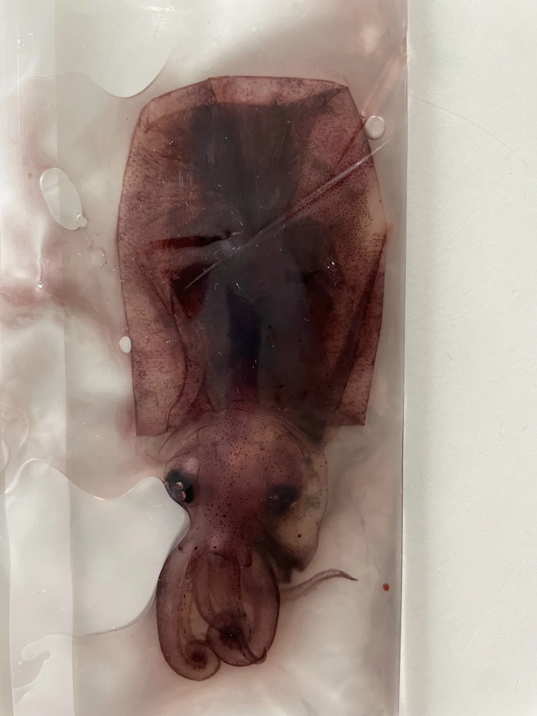 Atlantic Cranch Squid