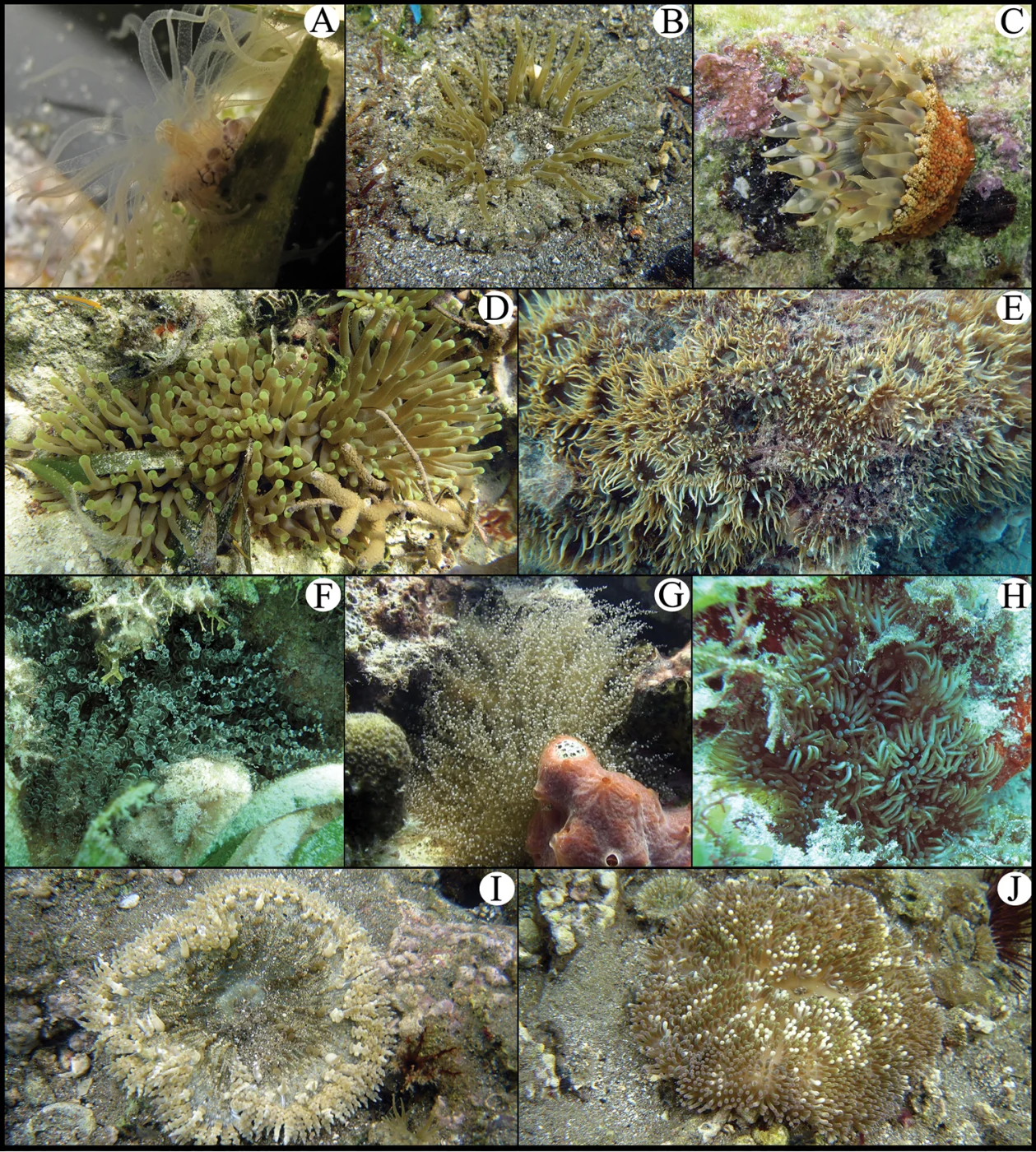 branching anemone