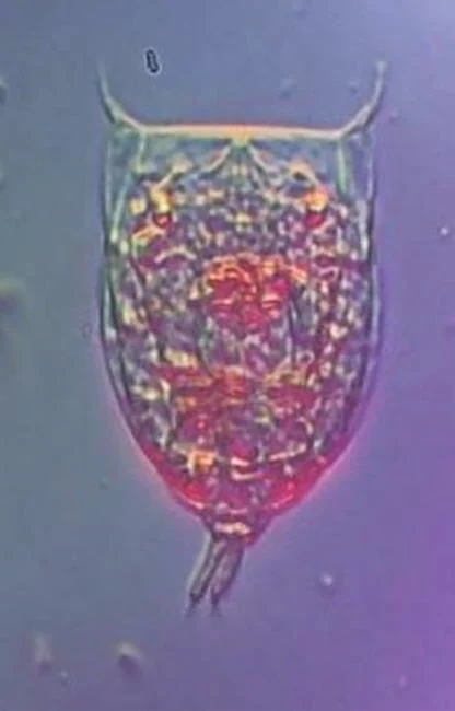 Lecane aculeata