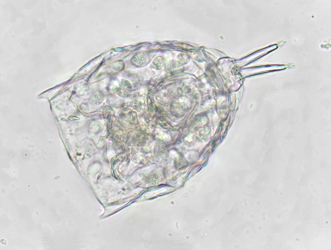 Lecane arcula