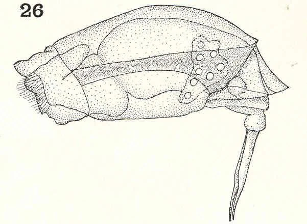 Lecane bifurca