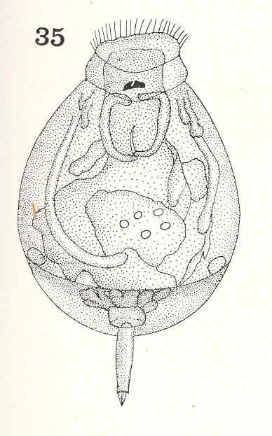 Lecane cornuta